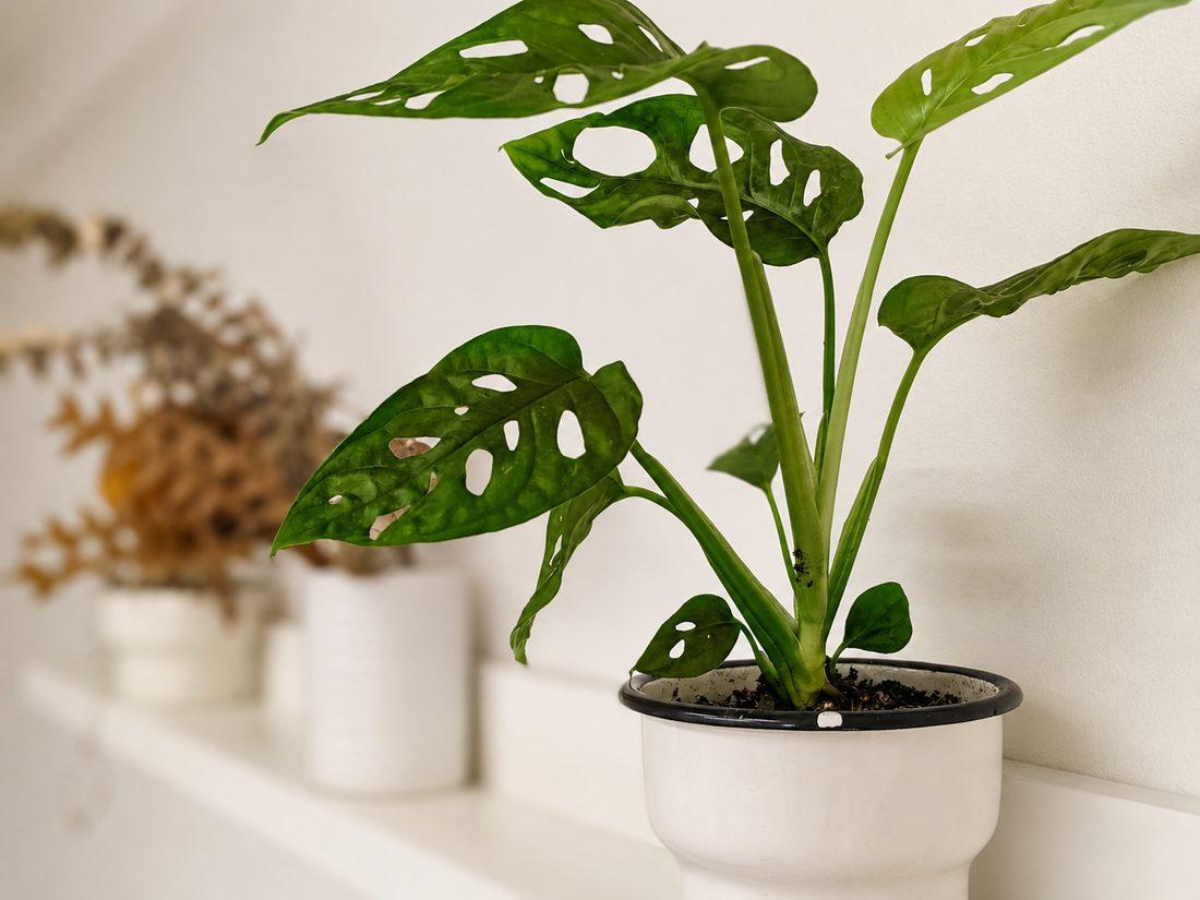 A monstera plant on the shelves of our Glenhaven clinic